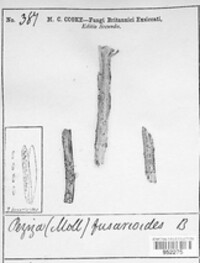 Calloria urticae image